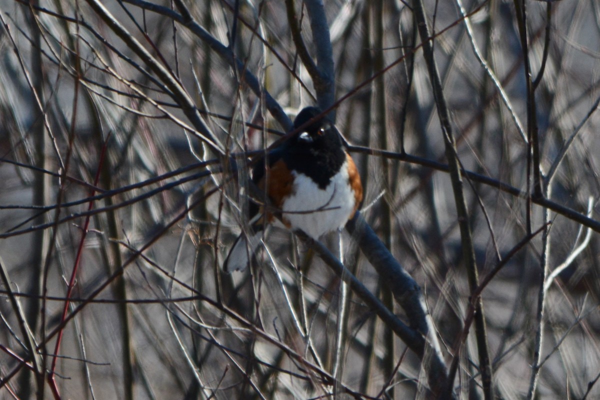 Eastern Towhee - ML135562741