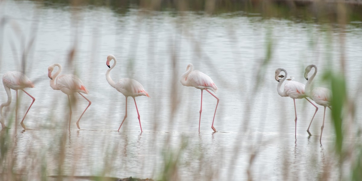 Greater Flamingo - ML135563141