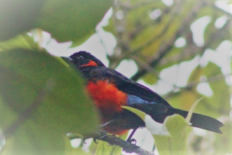 Scarlet-bellied Mountain Tanager - ML135563561