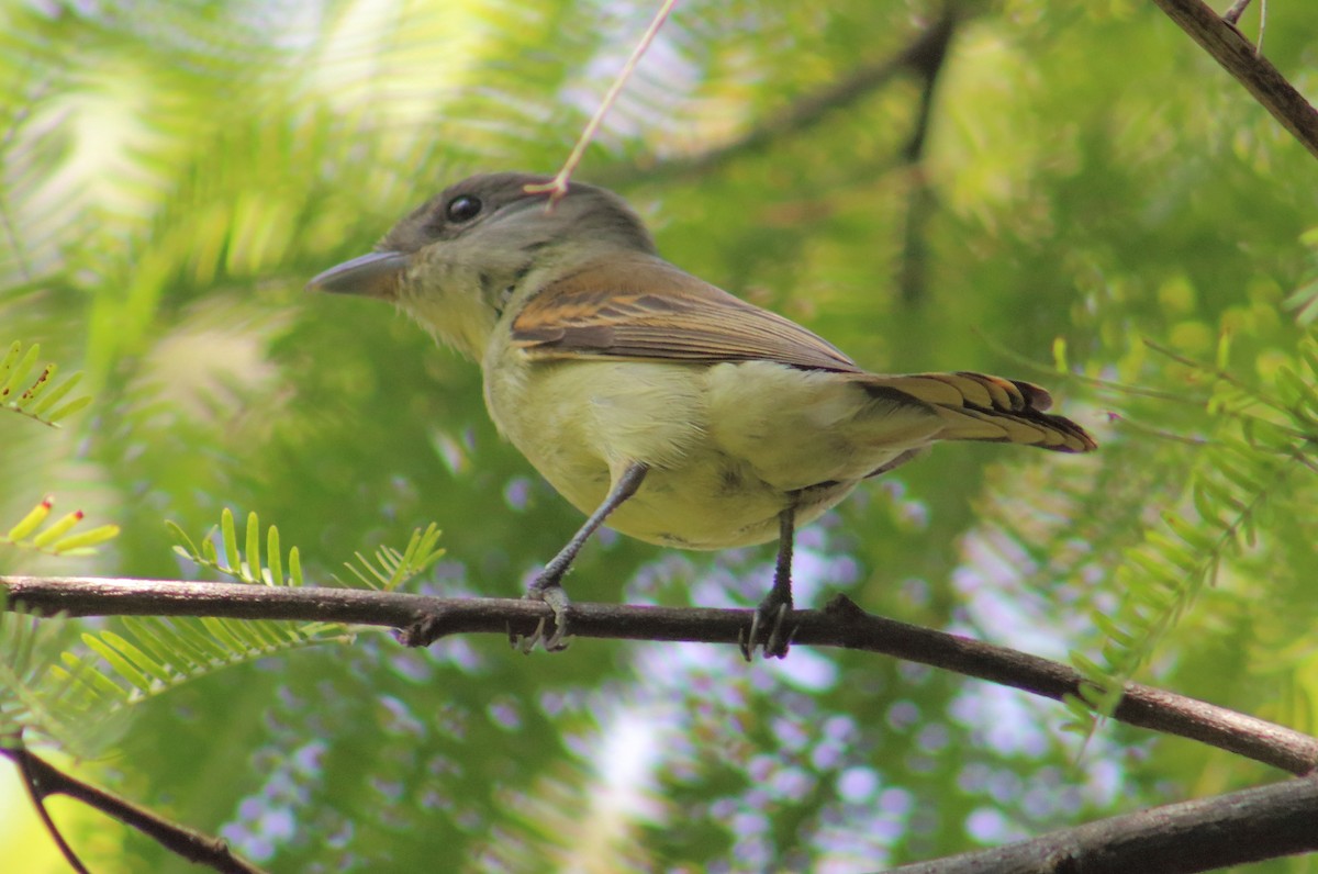 White-winged Becard - ML135564221