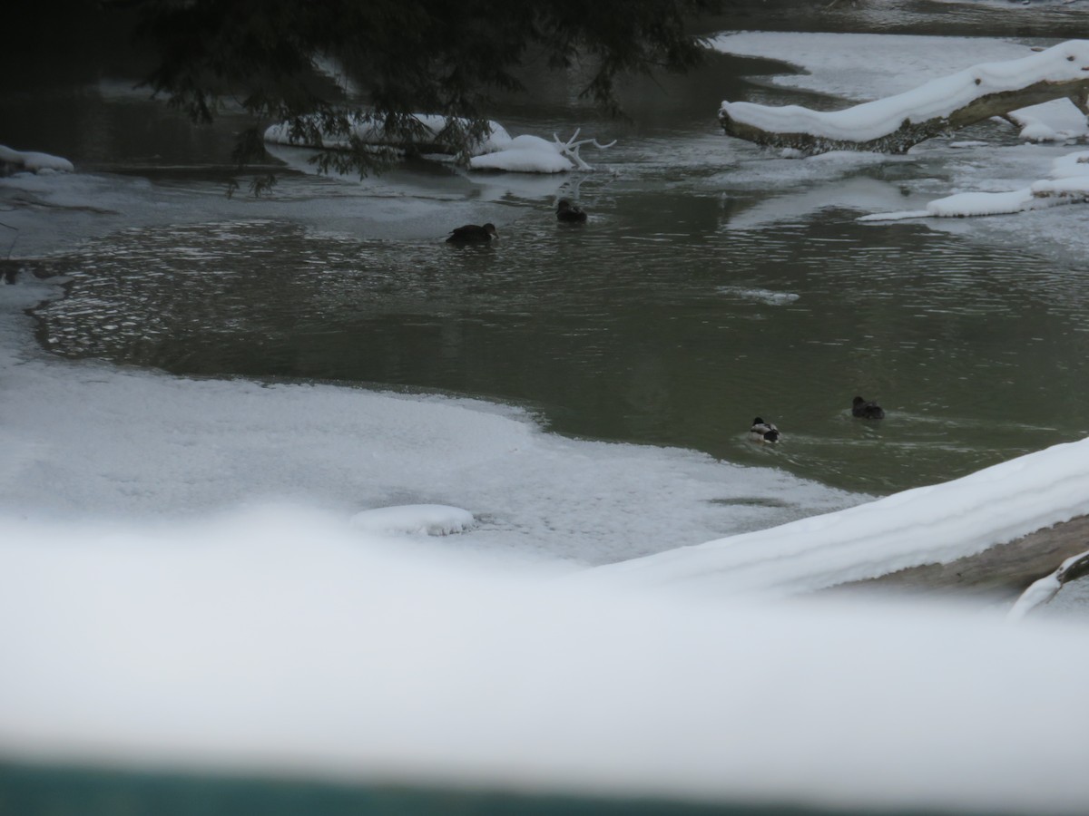 rødfotand - ML135565621