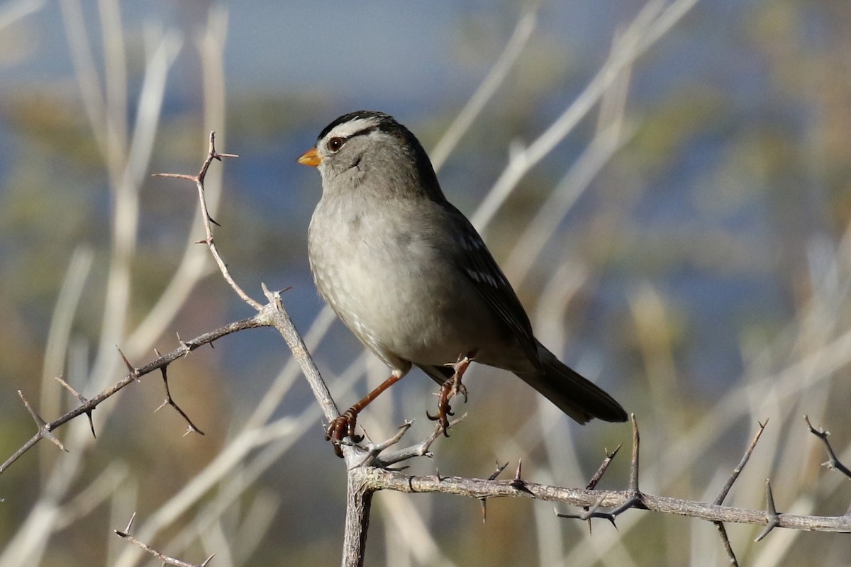 White-crowned Sparrow - Ginger Spinelli