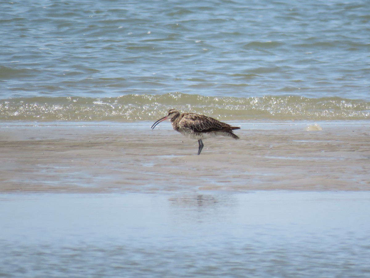 Whimbrel - ML135568541