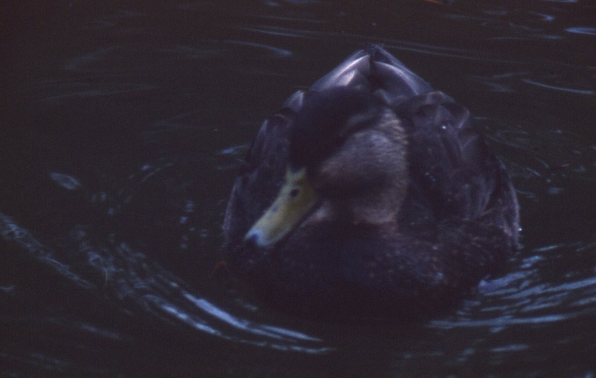 American Black Duck - ML135568761