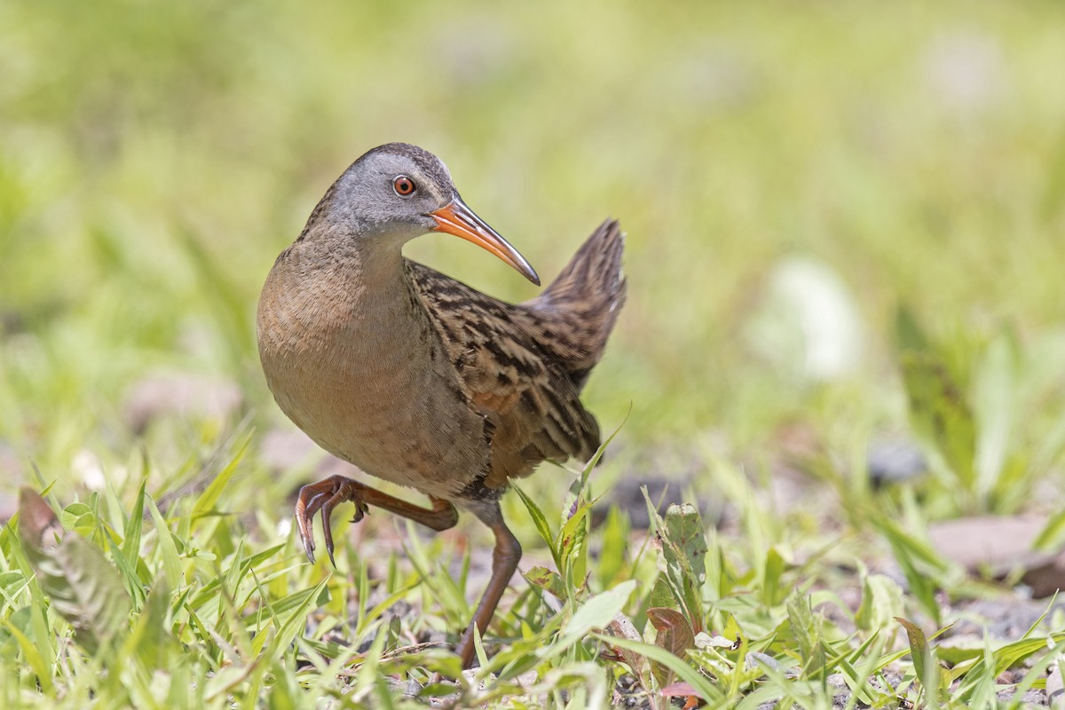 Virginia Rail - Joseph Cala