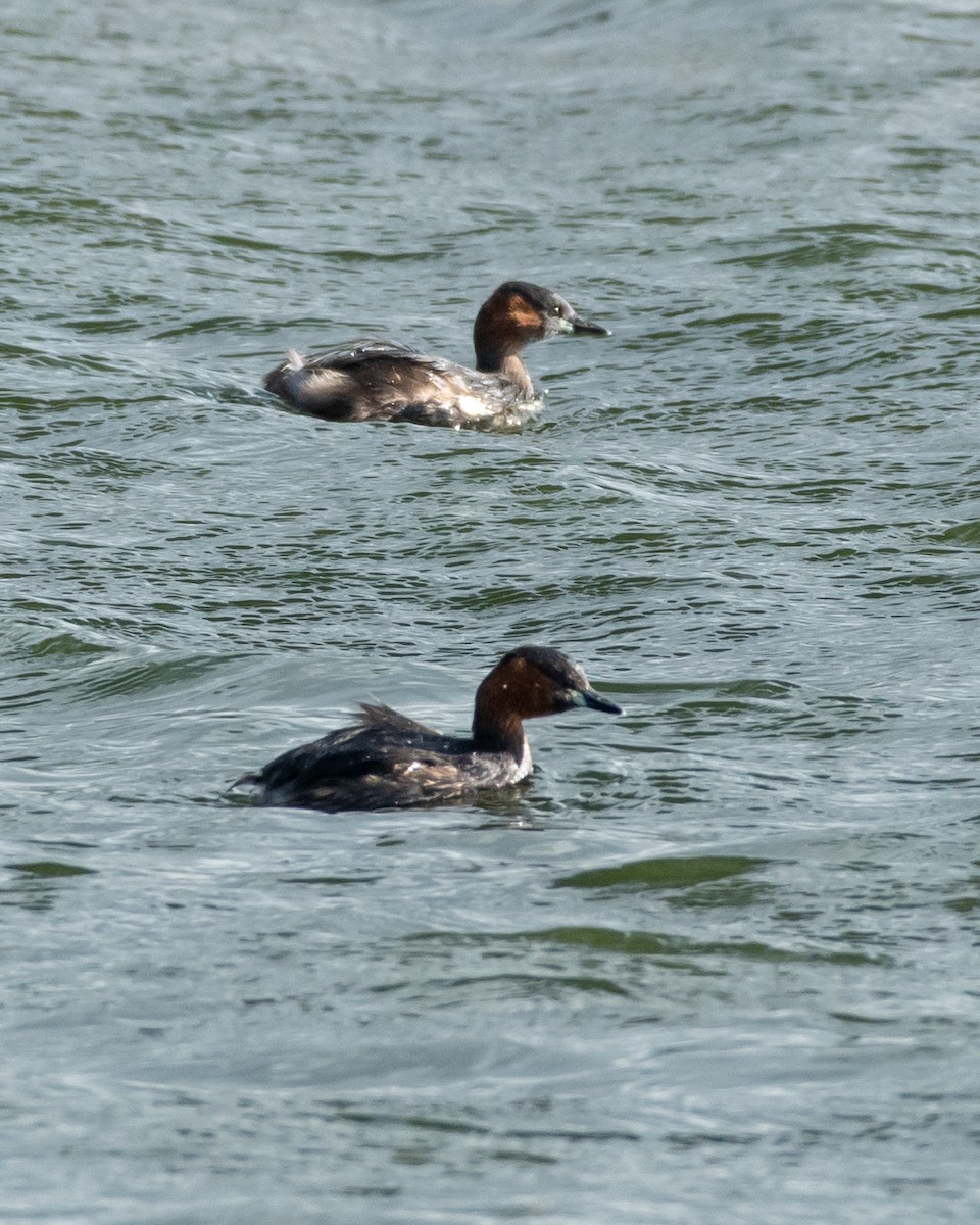 Little Grebe - ML135570801