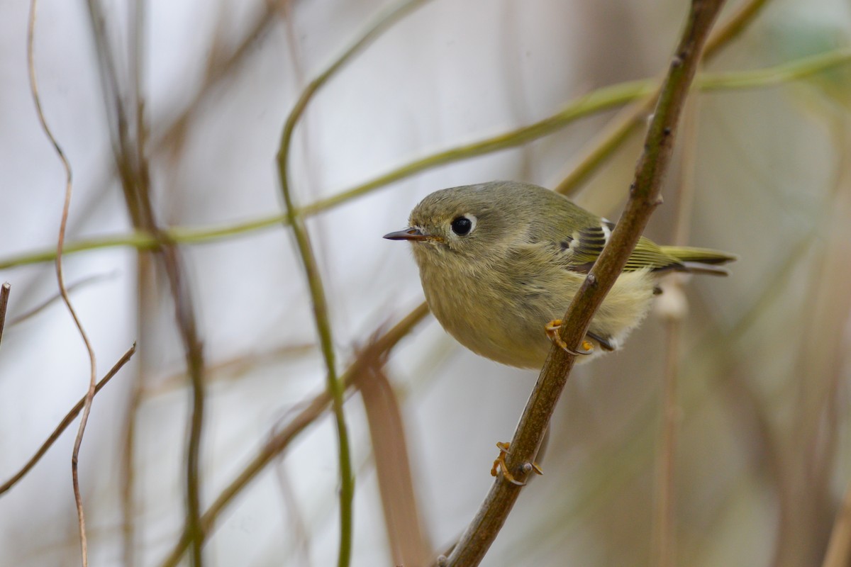 Ruby-crowned Kinglet - ML135571111