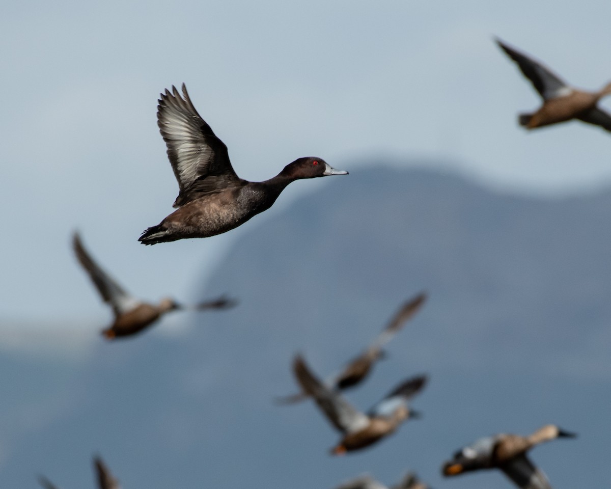 Southern Pochard - ML135571471