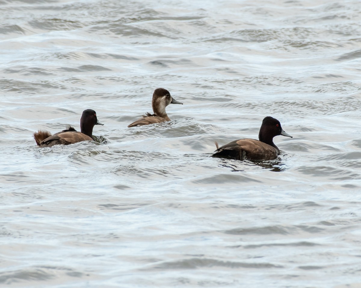 Southern Pochard - ML135571511