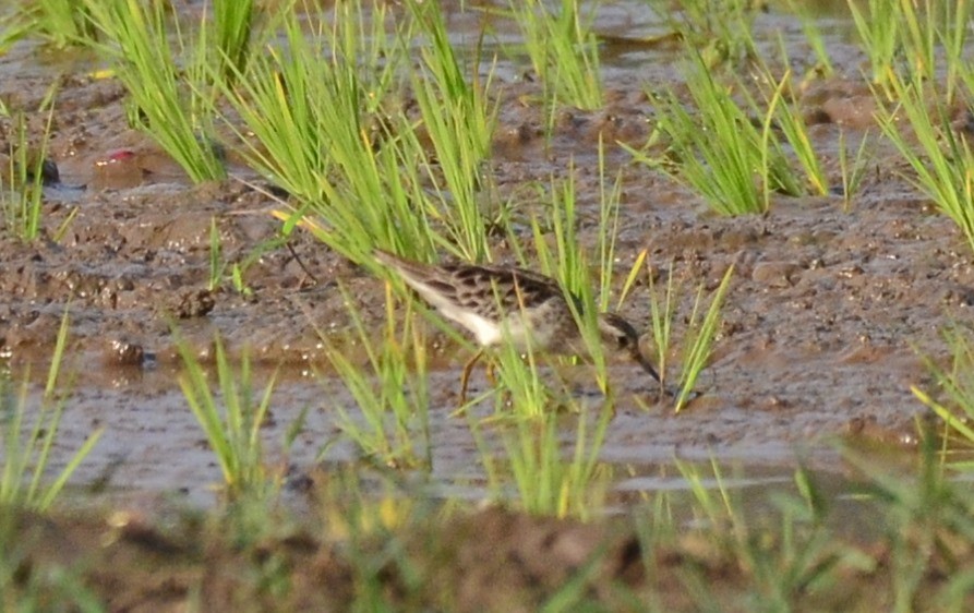 Long-toed Stint - ML135571711