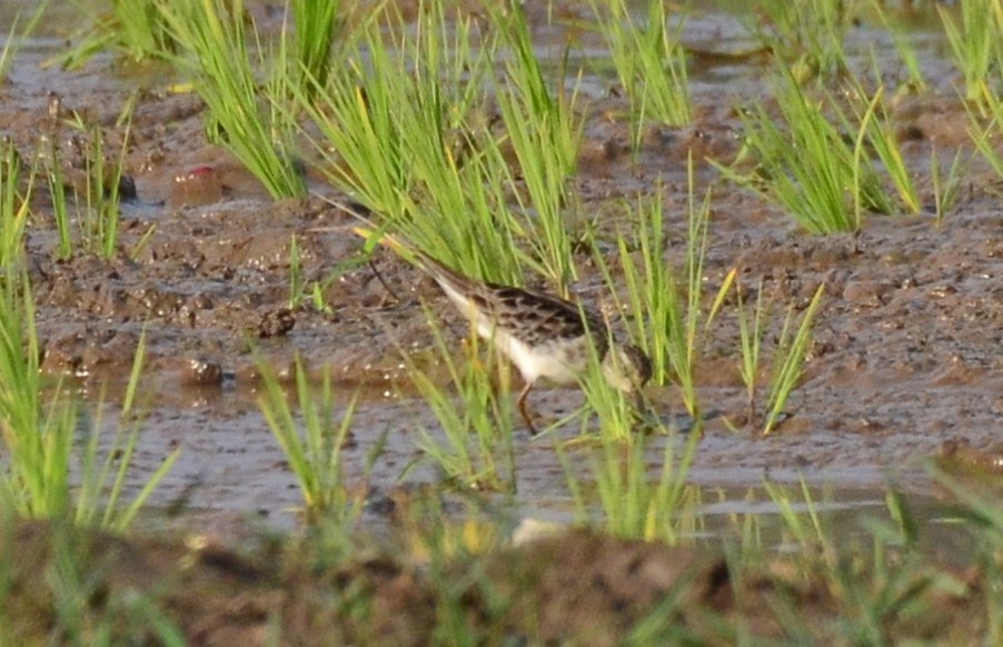 Long-toed Stint - ML135571721