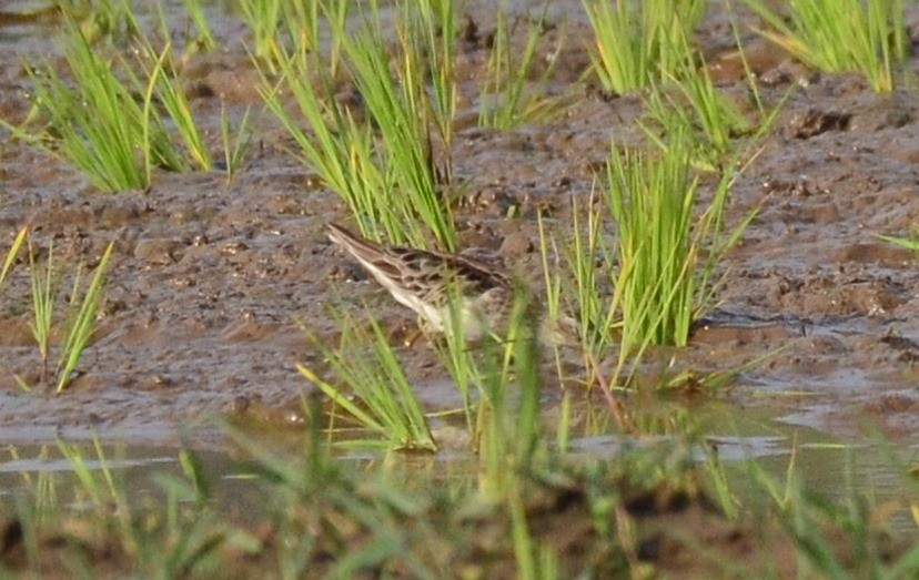 Long-toed Stint - ML135571731