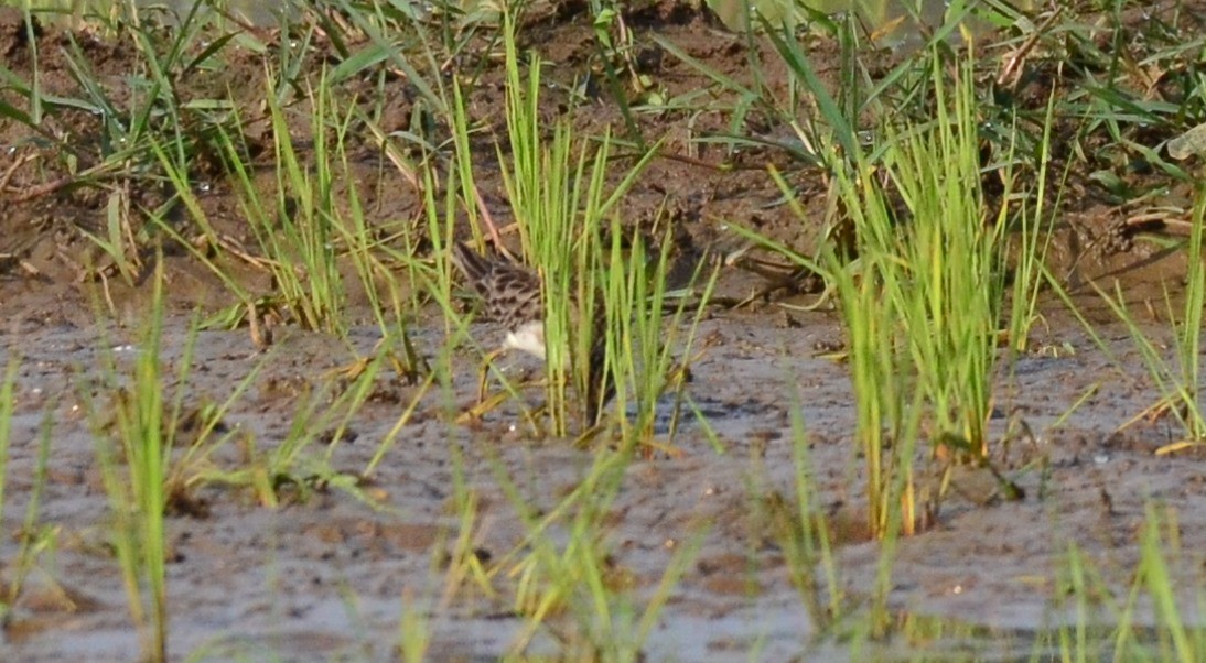 Long-toed Stint - ML135571741