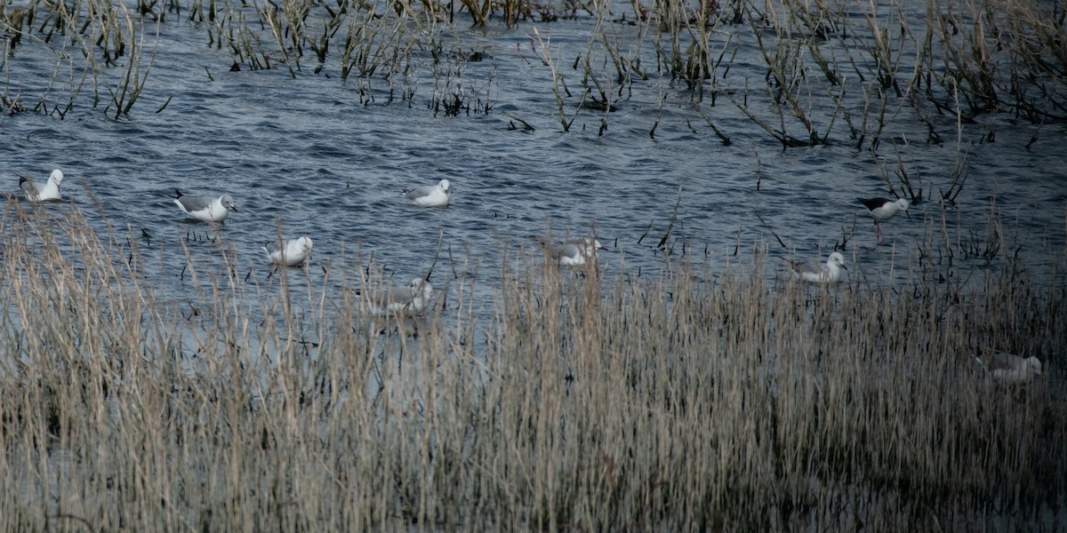 Mouette à tête grise - ML135572011