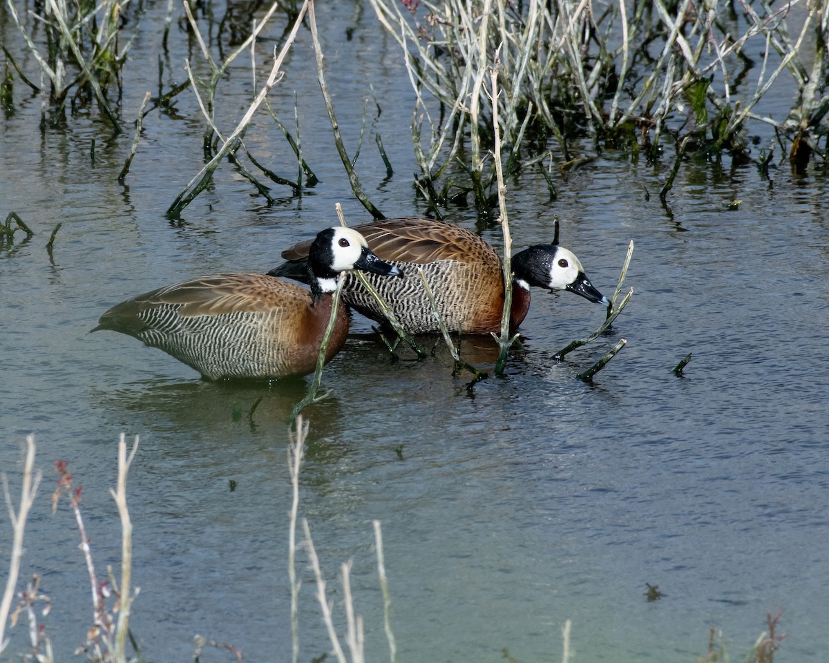 White-faced Whistling-Duck - ML135572281