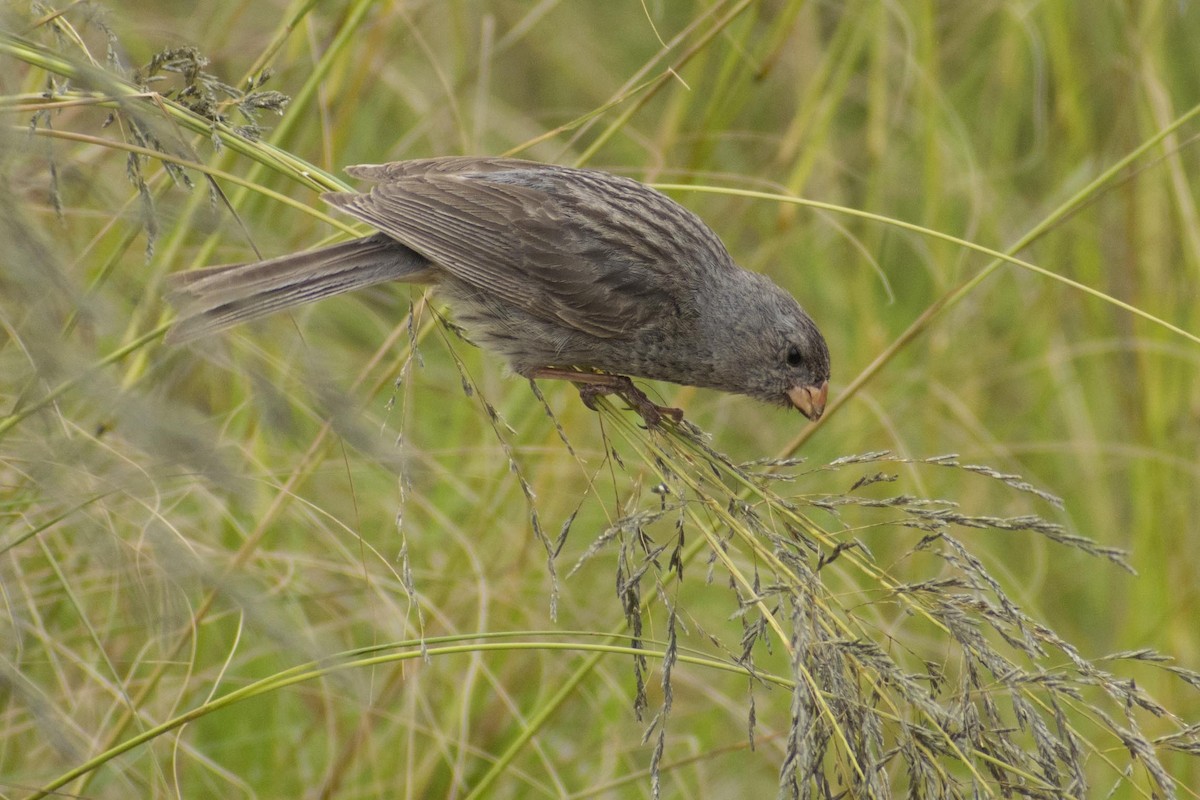 Plain-colored Seedeater - Leandro Bareiro Guiñazú