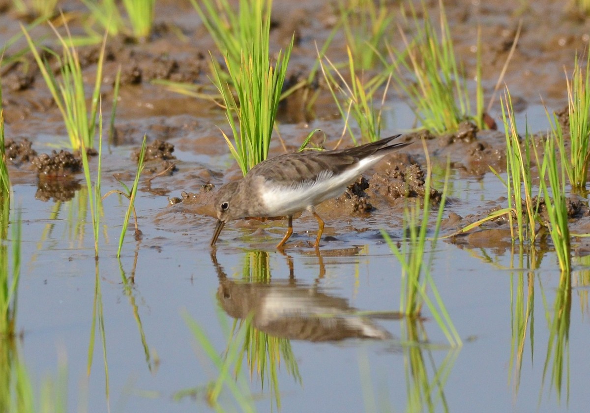 Temminck's Stint - Premchand Reghuvaran