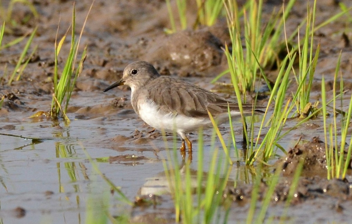 Temminck's Stint - Premchand Reghuvaran