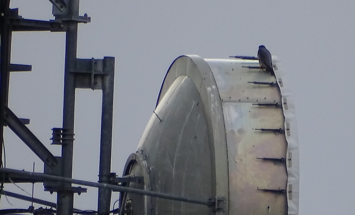 Peregrine Falcon - ML135574781