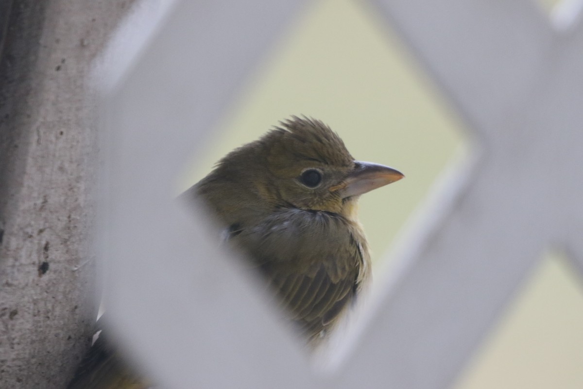 Summer Tanager - ML135575071