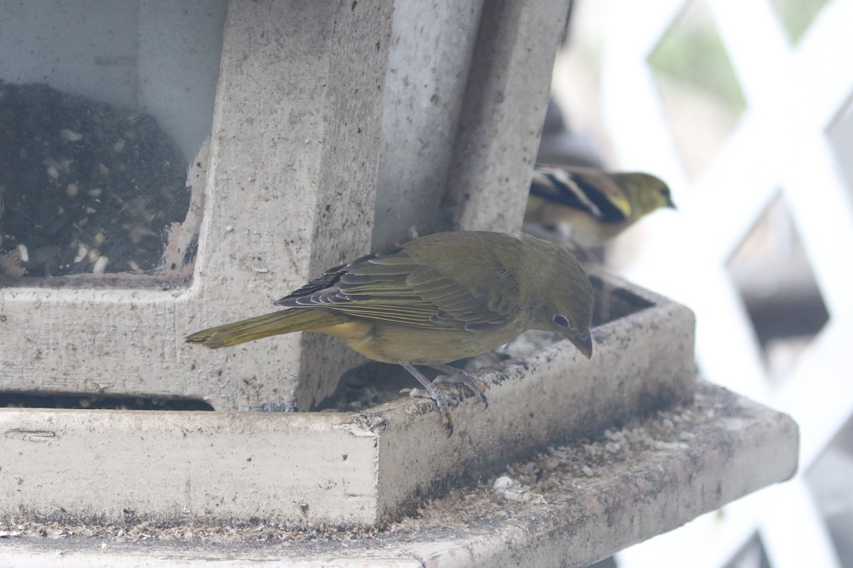 Summer Tanager - ML135575081