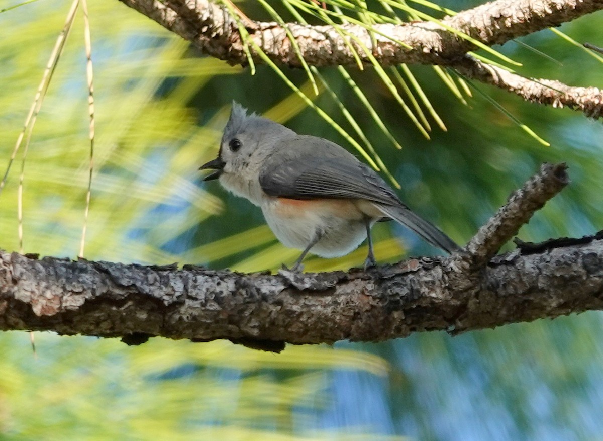 Tufted Titmouse - ML135575871