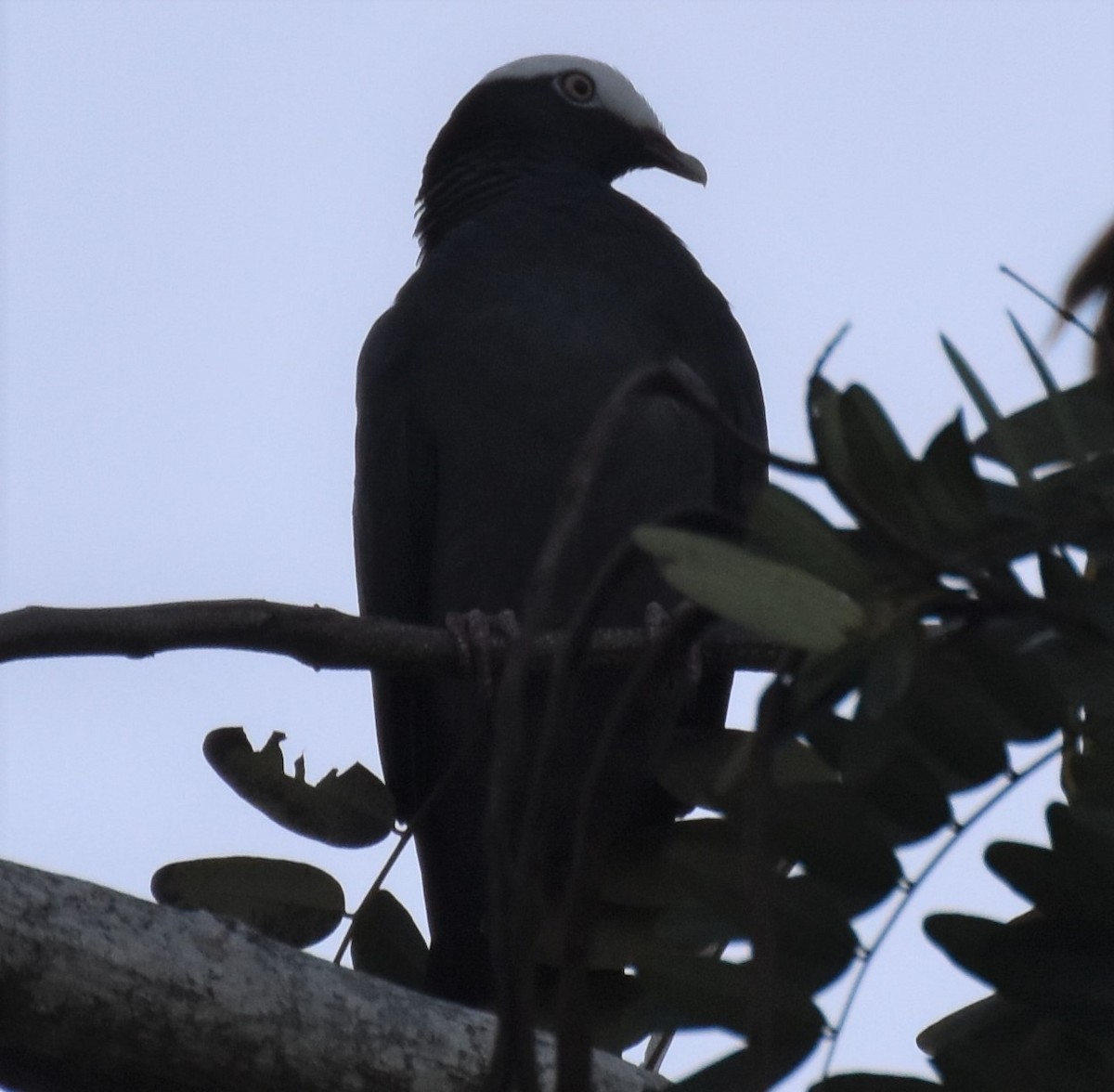 White-crowned Pigeon - ML135577681
