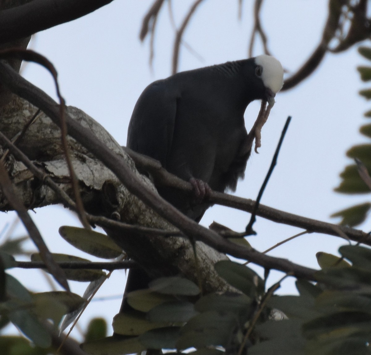 White-crowned Pigeon - ML135577701