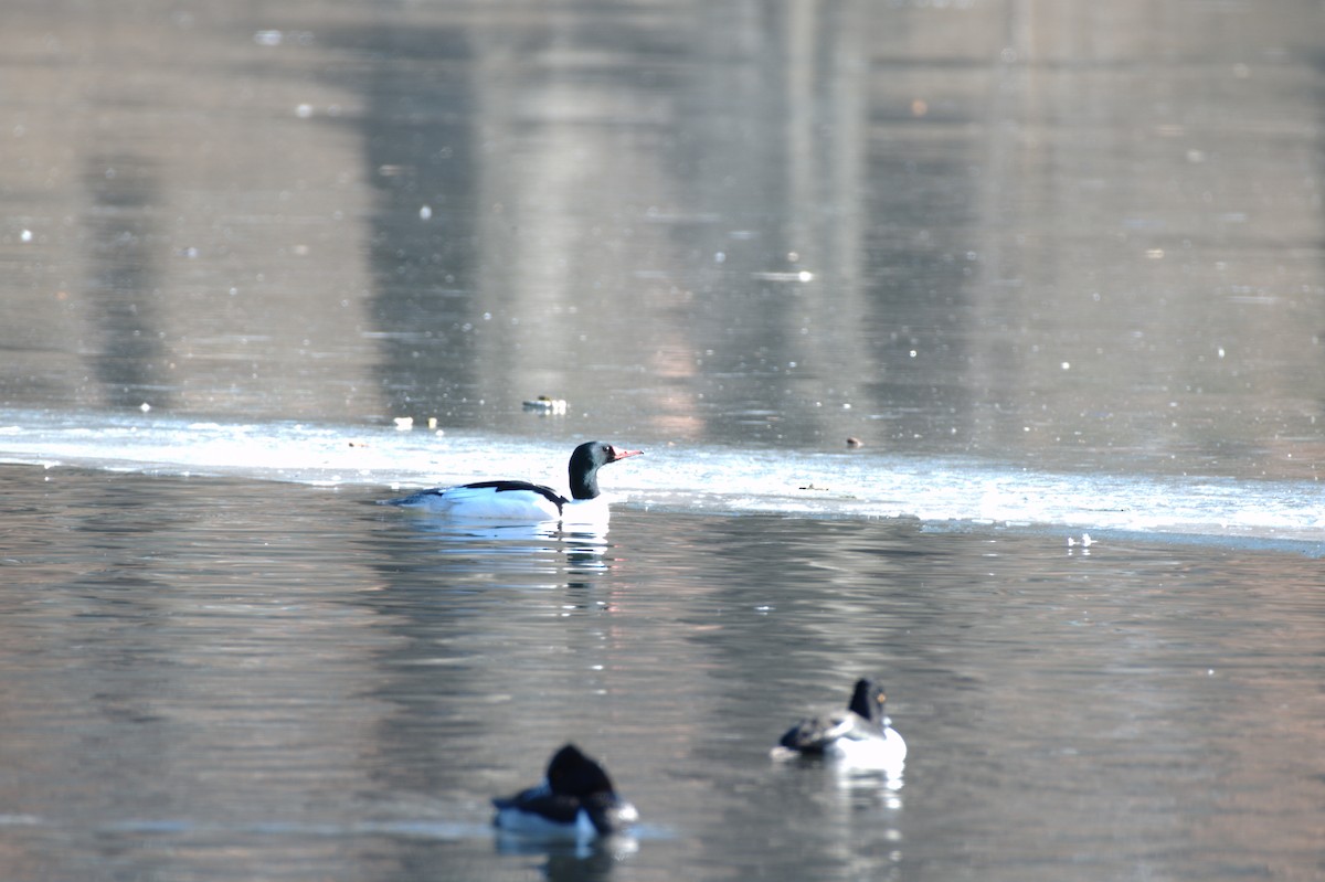 Common Merganser - ML135578791