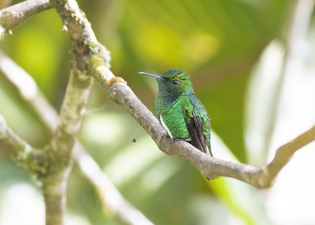 kolibřík zelenopláštíkový - ML135581791