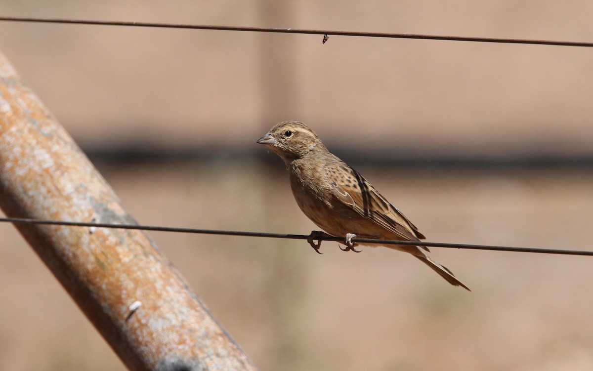 Lark-like Bunting - ML135582101