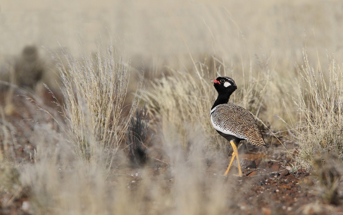 White-quilled Bustard - ML135582311