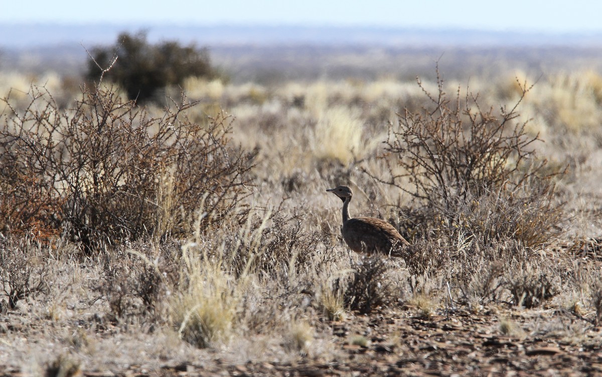 Karoo Bustard - ML135582341