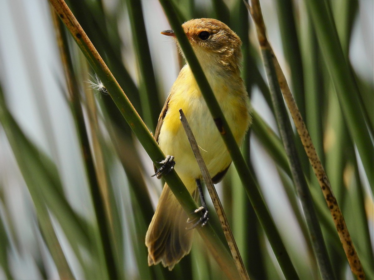 Warbling Doradito - Pablo Alejandro Pla