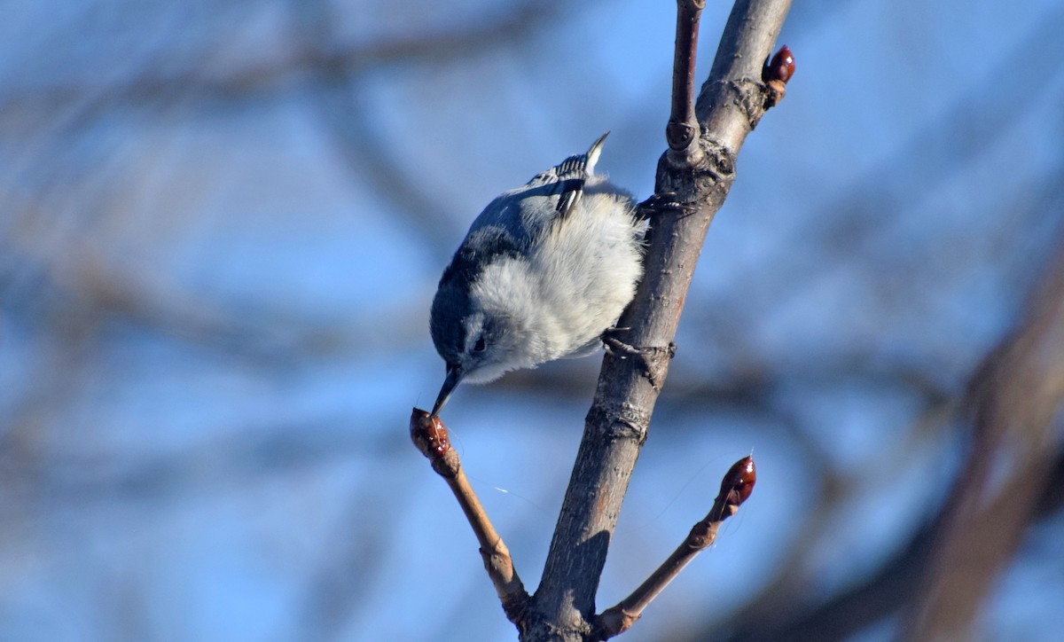 White-breasted Nuthatch - Robert Allie