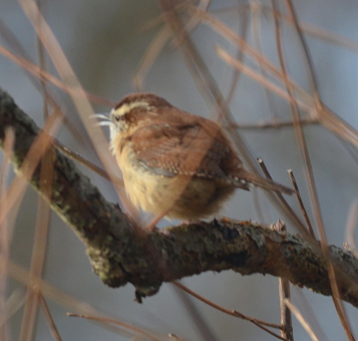 Carolina Wren - ML135585721