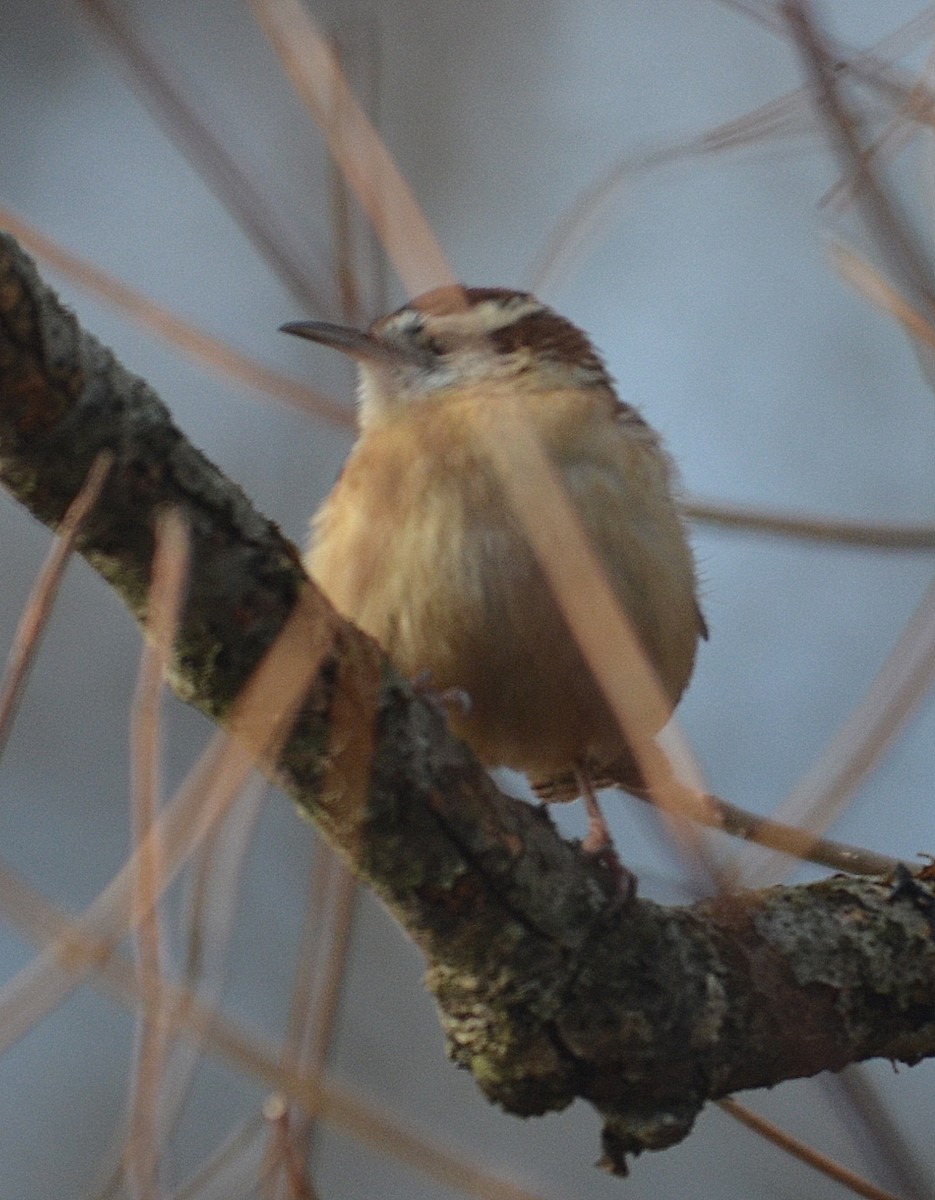 Carolina Wren - ML135585731