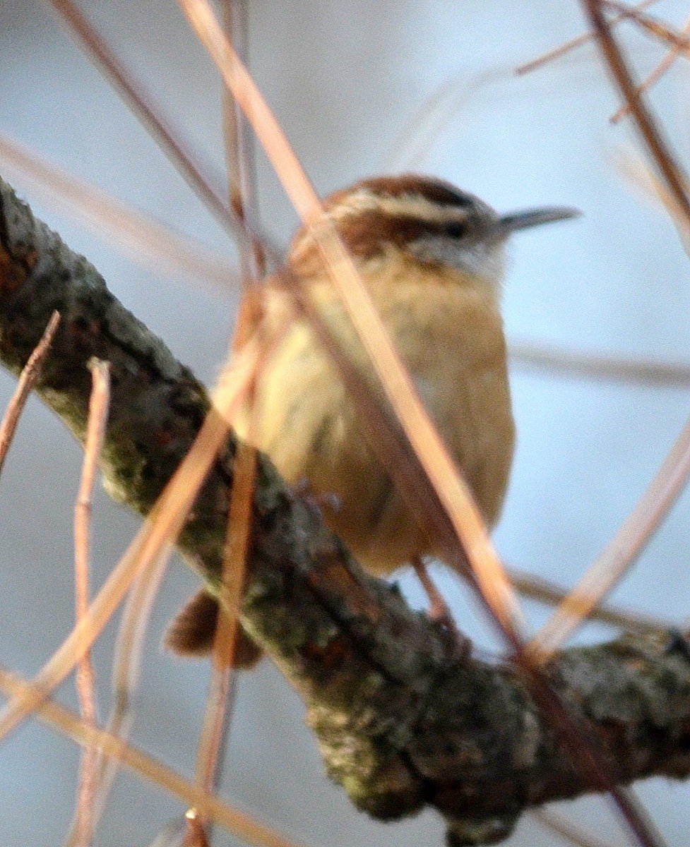 Carolina Wren - ML135585771