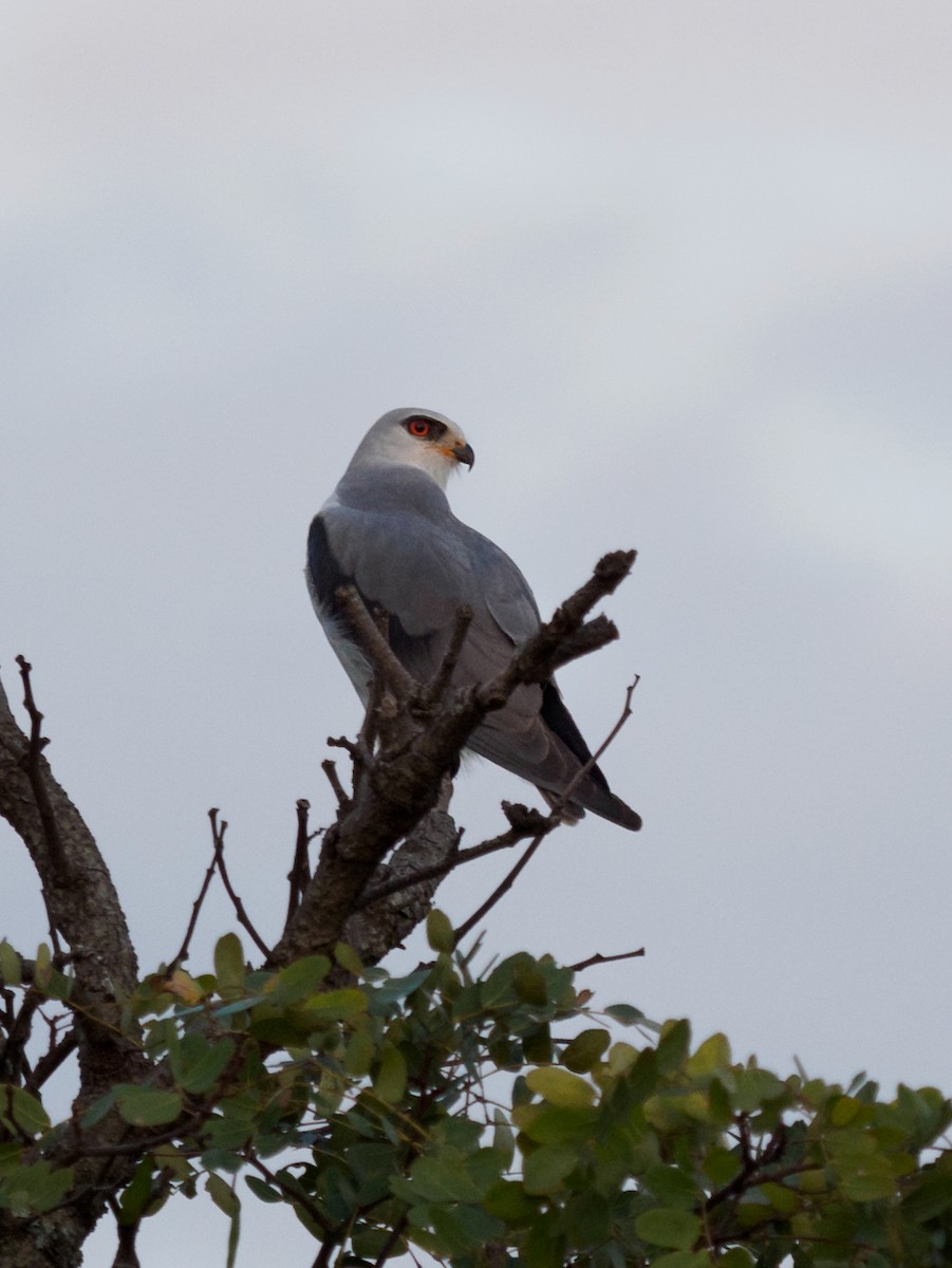 Black-winged Kite - 宇杰 彭