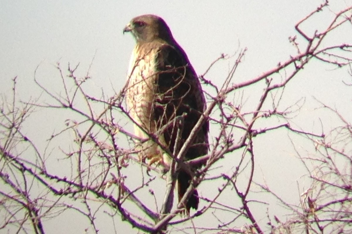 Red-tailed Hawk - ML135589601