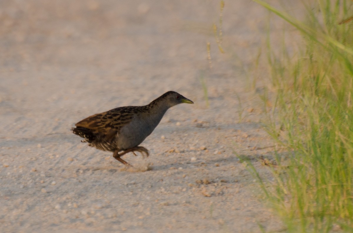 Ash-throated Crake - ML135590141