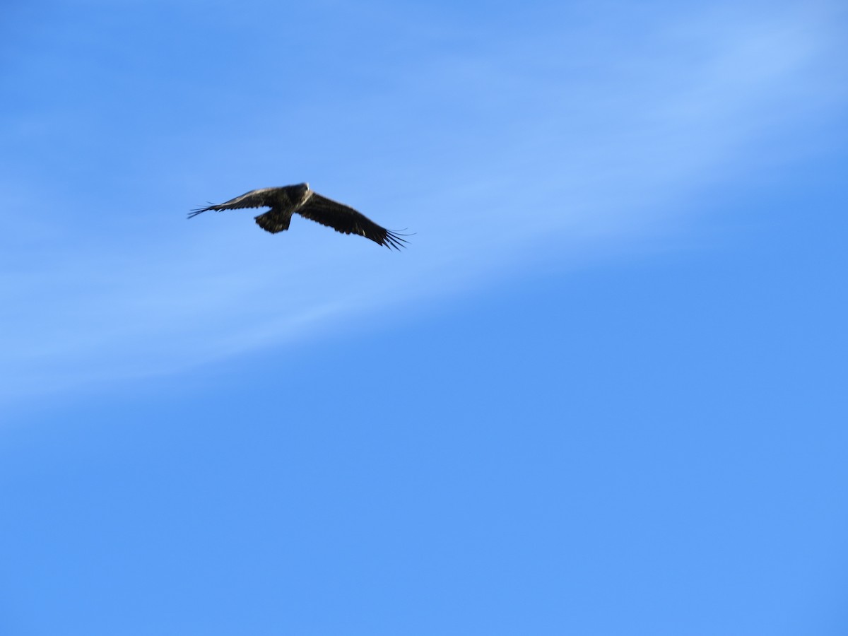 Белоголовый орлан - ML135591891