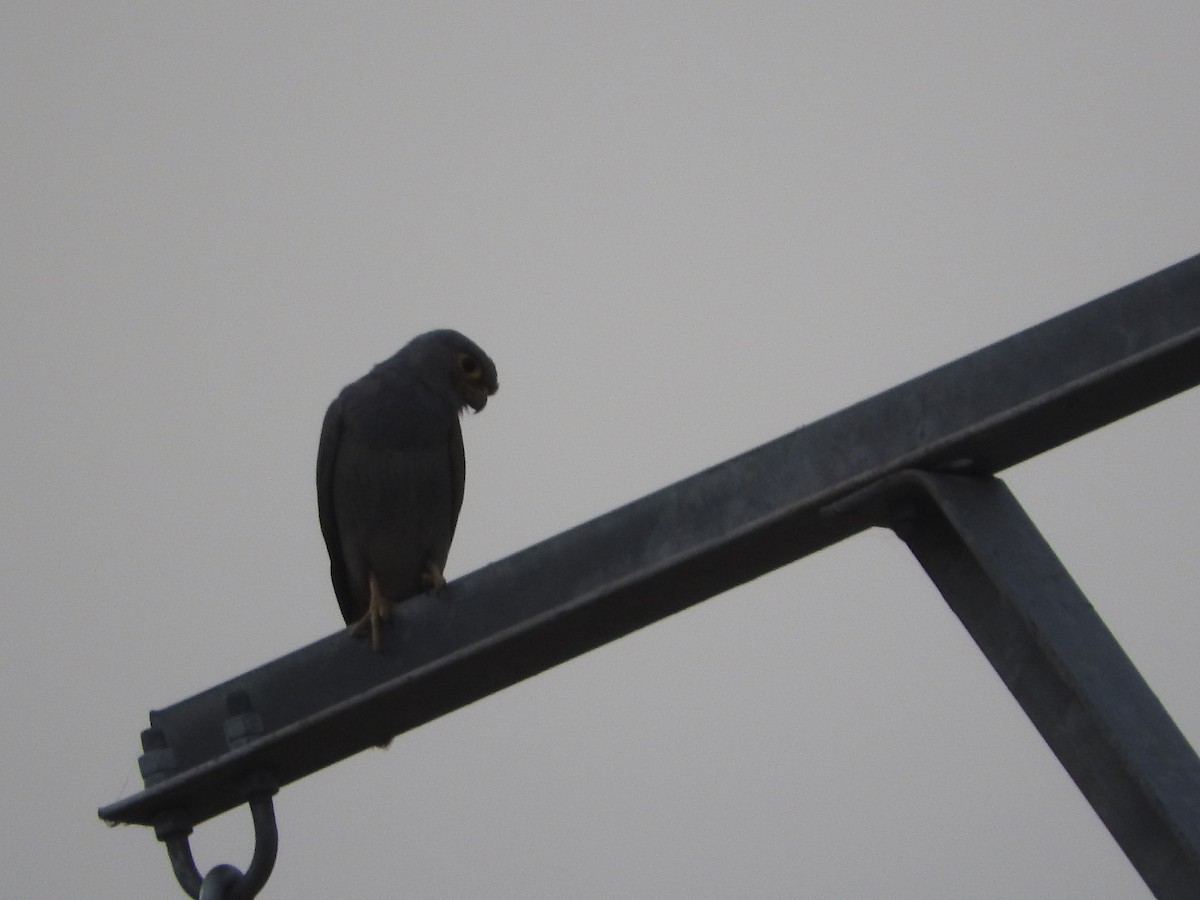 Gray Kestrel - Eneko Azkue