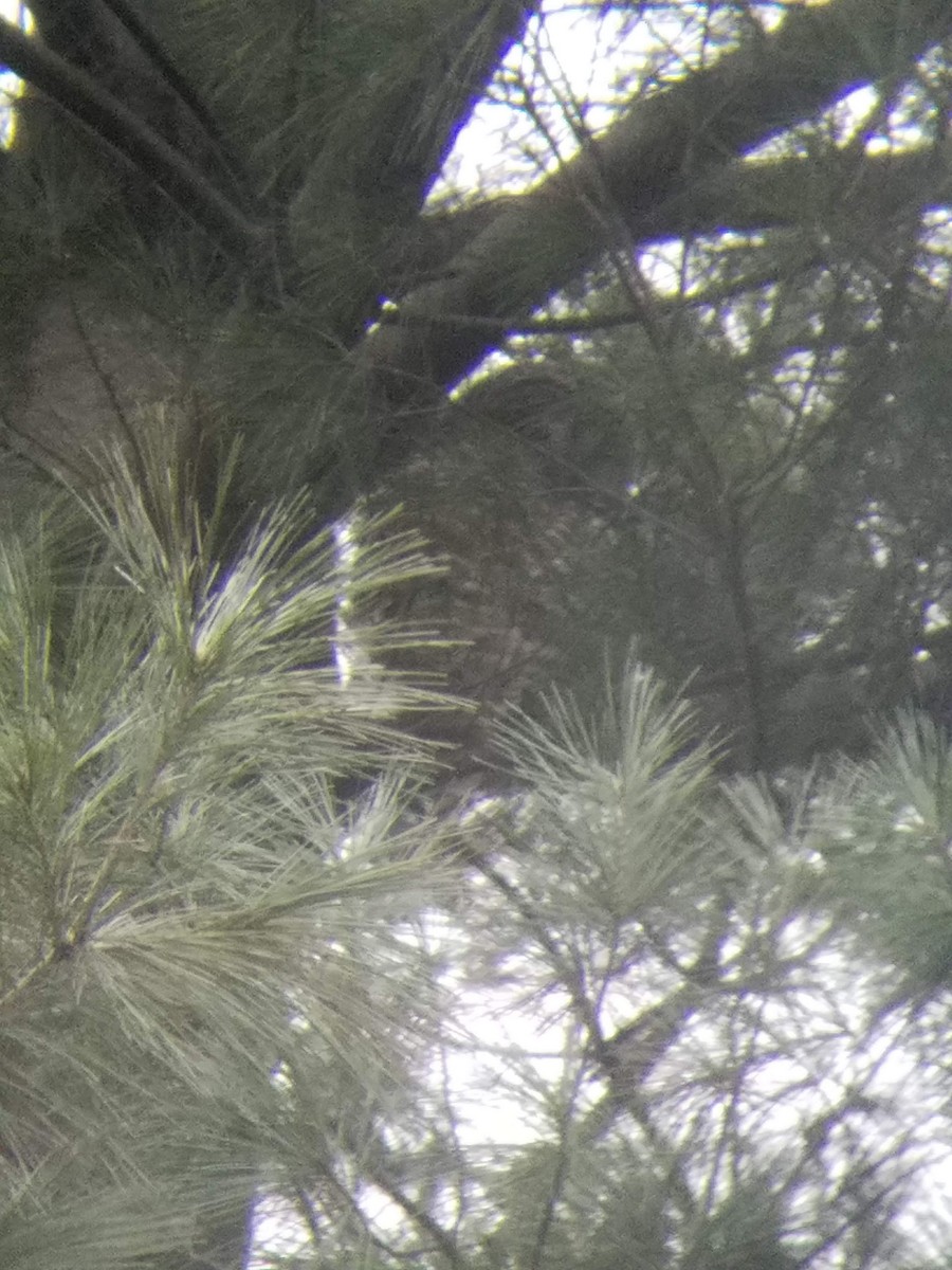 Barred Owl - Tom Coughlan