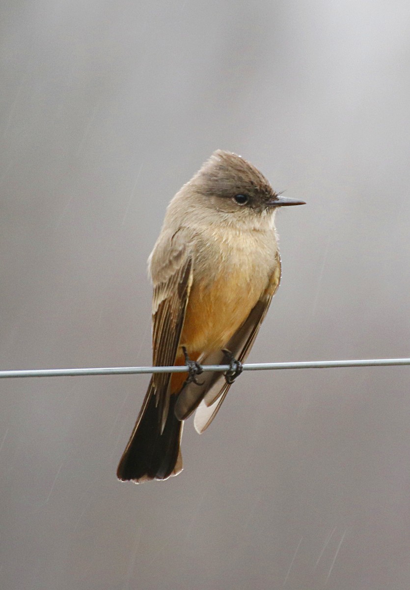 Say's Phoebe - ML135592261