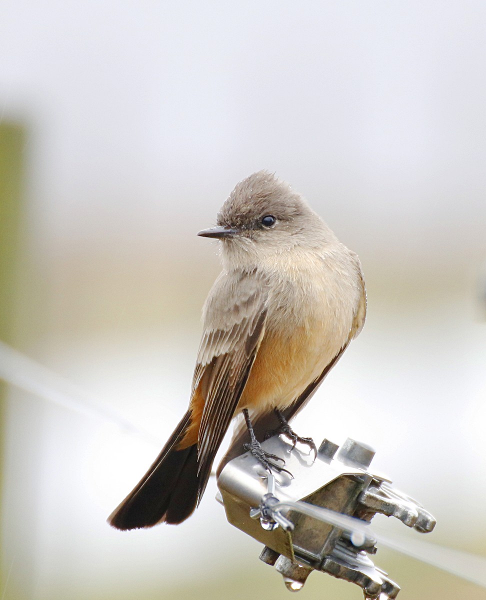 Say's Phoebe - ML135592281