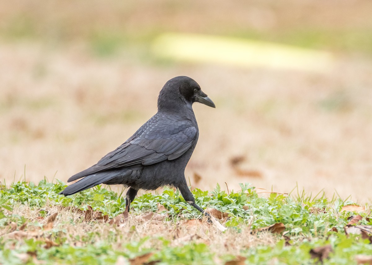 Corvus sp. (crow sp.) - ML135592861