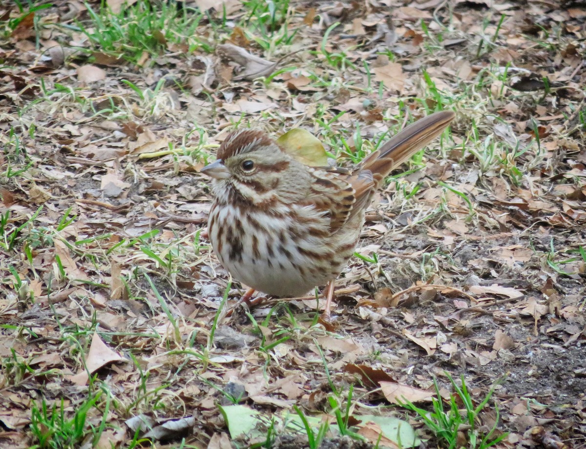 Song Sparrow - ML135593871