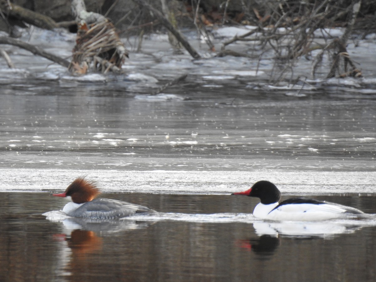 Common Merganser - Jeannette Richards