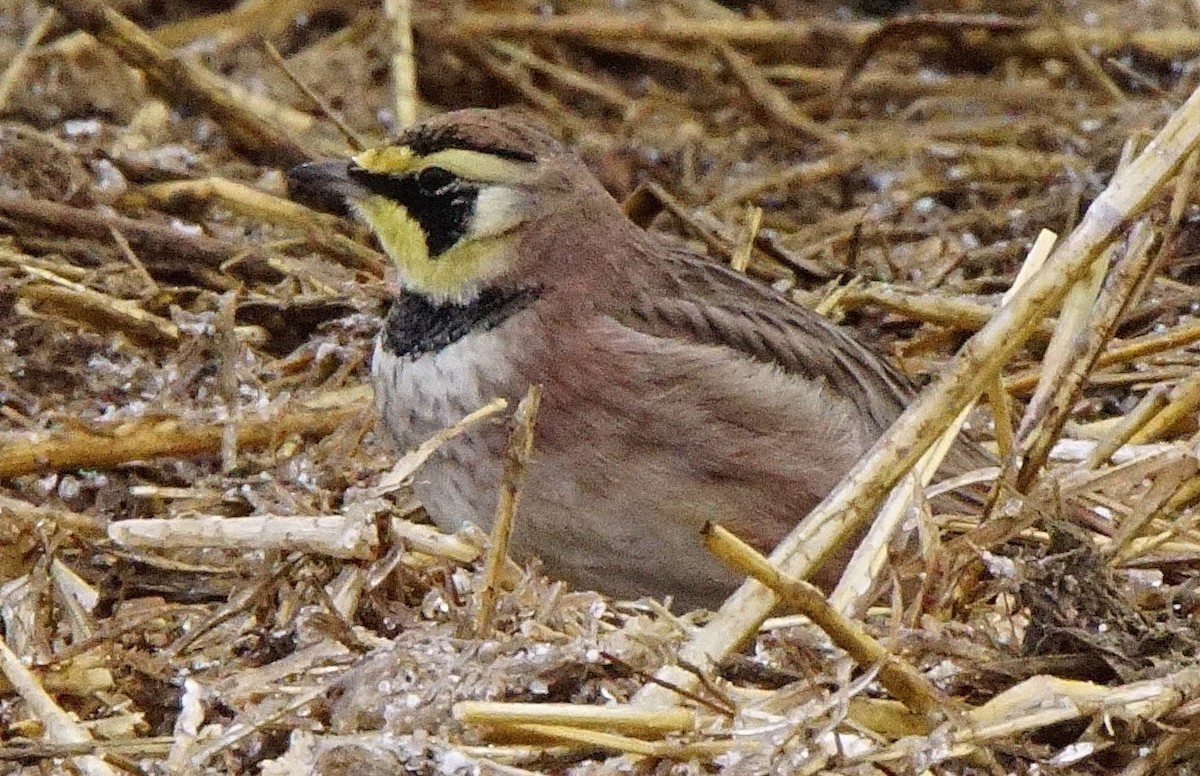 Horned Lark - Dennis Mersky